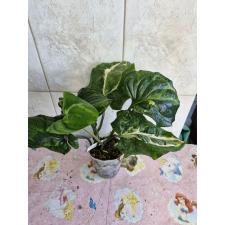 Cyanastrum cordifolium variegated 109 по