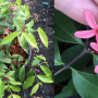 Kopsia sp.(T02) (pink flower)