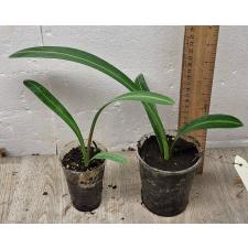 Гиппеаструм сп.(Т01) варегатный (Розовый цветок) / Hippeastrum sp.(T01) variegated (pink flower)