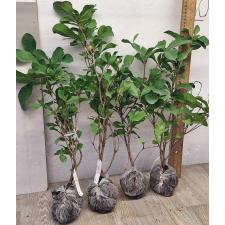 Сунсепалум дулсификум. / Synsepalum dulcificum 266