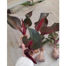 Philodendron sp red heart
