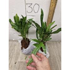 Microsorum scolopendra compact - Laua'e in Hawaii