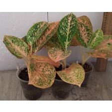 Аглаонема Саб монгкол - оранжевая (Стардаст) / Aglaonema Sub mongkol - orange (stardust) A-121