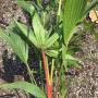 Cyrtostachys renda palm