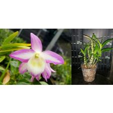 GRAVEOLENS