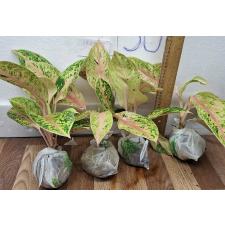 Аглаонема 30 Миллионов. / Aglaonema 30 millions A-90