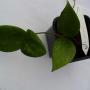 Hoya wibergiae          511