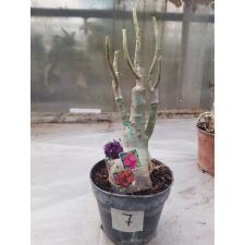 Adenium sp. 7