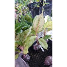Aglaonema Brilliantly 8