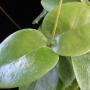 Hoya sp.536             536