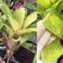 Neoregelia ampullacea (red spot).