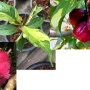 Syzygium malaccense (yellow variegated)(grafted).