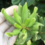 Pittosporum tobira (white margin)(Log in: Pittosporum sp.)