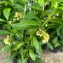 hoya multiflora