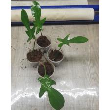 philodendron pedatum 1 lewis