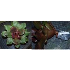 Neoregelia Flamingo (L) (Bromeliad) 209