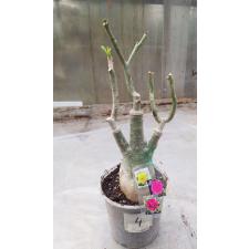 Adenium sp 4