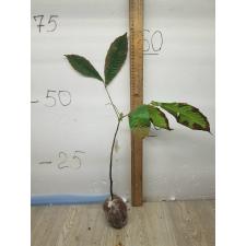 Dimocarpus longan ‘Crystal’ (yellow fruit)(seedling). 73