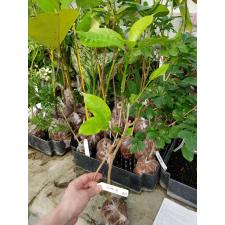 Tabernaemontana sp. Golden leaf 683/1