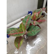 Aglaonema T20 Sub Mongkol