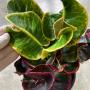 Codiaeum Maha Amnat