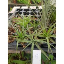 tillandsia 5
