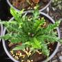 Asplenium nidus 'Dwarf' Japan.
