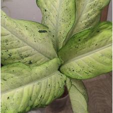 Диеффенбахия Камуфляж / Dieffenbachia Camouflage (М)