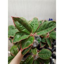Aglaonema Lipstick thai