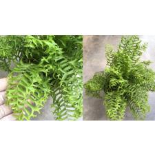 Nephrolepis falcata 'Furcans' (compact form)