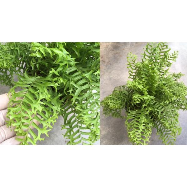 Nephrolepis falcata 'Furcans' (compact form)