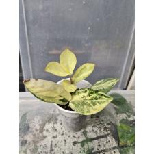 Zamioculcas zamiifolia variegated (short leaf) (стакан) 3800р