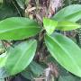 Epipremnum Green Satin