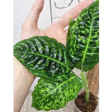 Диффенбахия гибрид рефлектор / Dieffenbachia hybrid reflector (S)