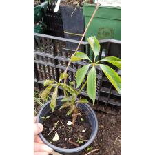Parthenocissus quinquefolia Пятилисточковый девичий виноград