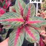 Aglaonema  Amnat Jaren A-18