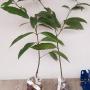 Cinnamomum zeylanicum