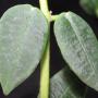 Hoya lithophytica               722
