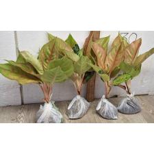 Аглаонема Пракайпет. / Aglaonema Prakaipet A-64