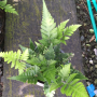 Heterogonium pinnatum Tectariaceae (Fern)