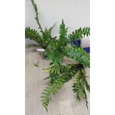 Асплениум сп. T03, Южный Таиланд / Asplenium sp.(T03)Southern Thailand mart 28
