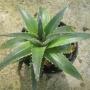 Dyckia platyphylla (green leaf) (4 " pot) (Bromeliad) 66