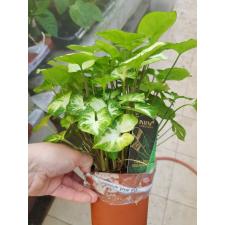 Syngonium 'pixie' P12
