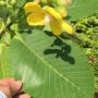 Dillenia suffruticosa (yellow flower).