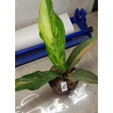 Anthurium variegated sp 06