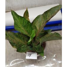 Anthurium variegated sp 07