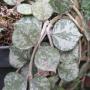 Hoya curtisii 'Splash'          602