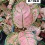 Aglaonema  Valentines A-145
