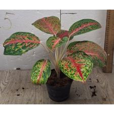Aglaonema Boxing