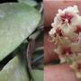 Hoya flagellata         728